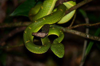 Tour nocturno Tree Top Climbing photo 3